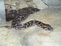 Python molure, Python mlolurus bivittatus (ord Squamates)(ss-ord Ophidiens)(fam Pythonides) (Photo F. Mrugala) (2)